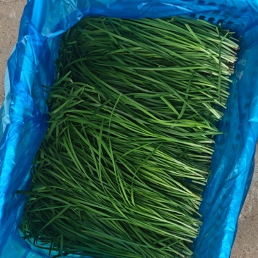 南通如皋韭菜