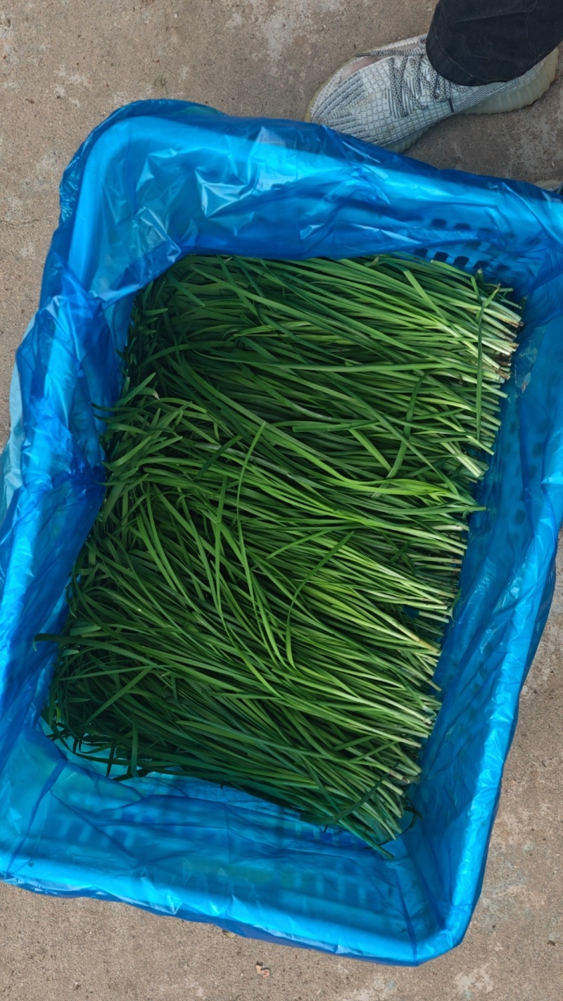 南通如皋韭菜