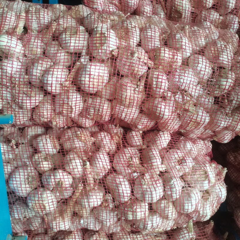 金乡紫皮大蒜，保质保量产地直发，大量供应