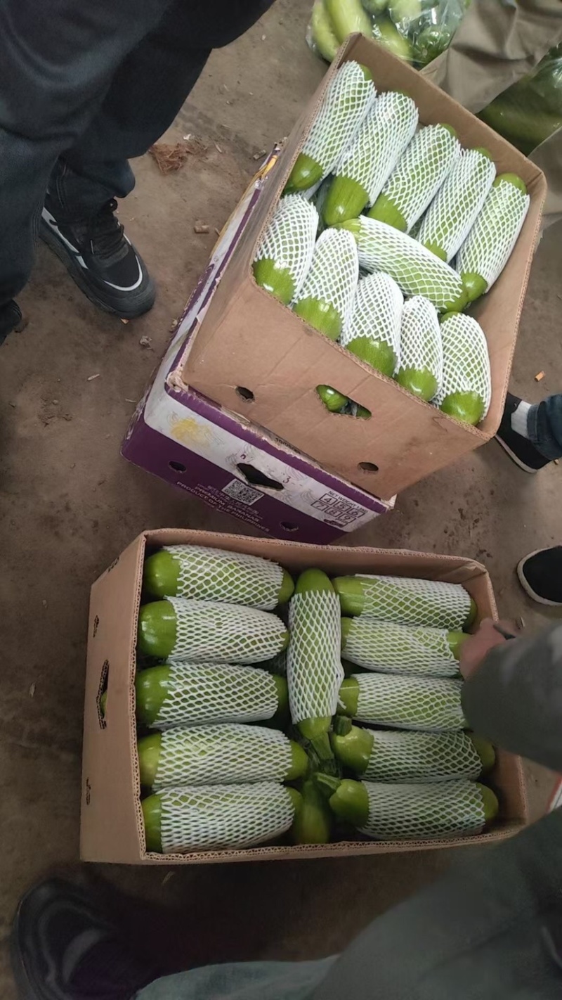 西葫芦大量下来了质量保证货源充足全国发货欢迎咨询