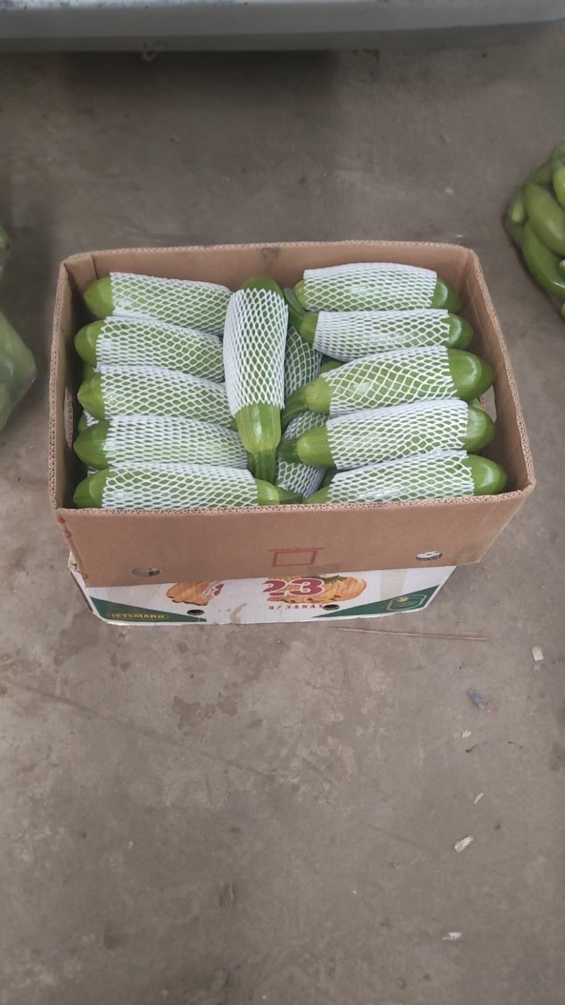 西葫芦大量下来了质量保证货源充足全国发货欢迎咨询