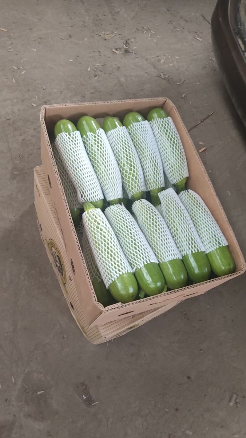 西葫芦大量下来了质量保证货源充足全国发货欢迎咨询