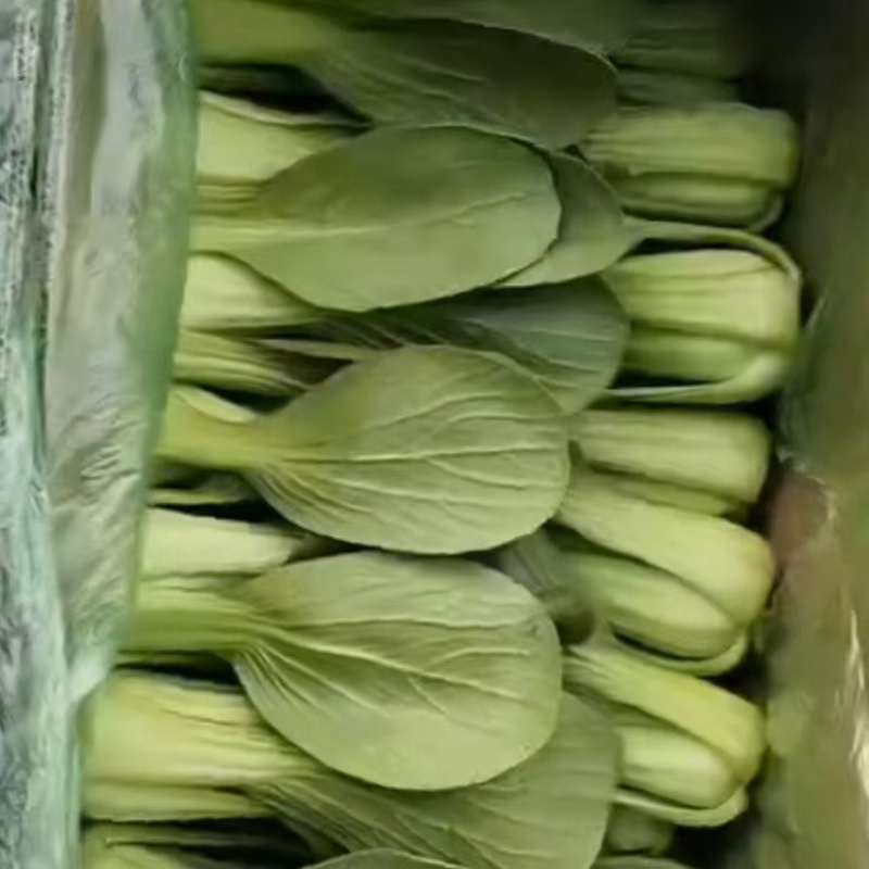 上海青，质量杠杠滴质量保证货源充足全国发货欢迎咨询