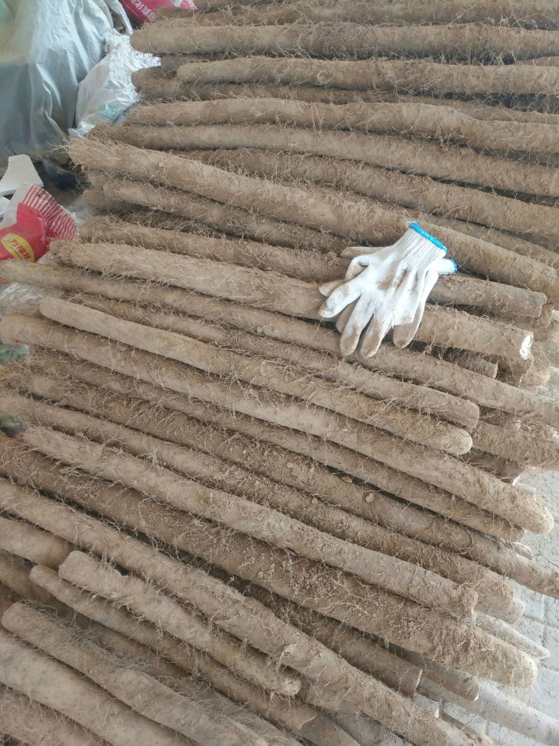 新疆白玉山药对接全国电商市场超市自家基地直发