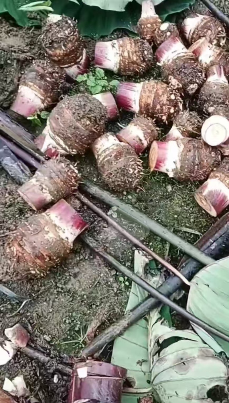 云南高山粉糯香芋头，量大从优欢迎联系