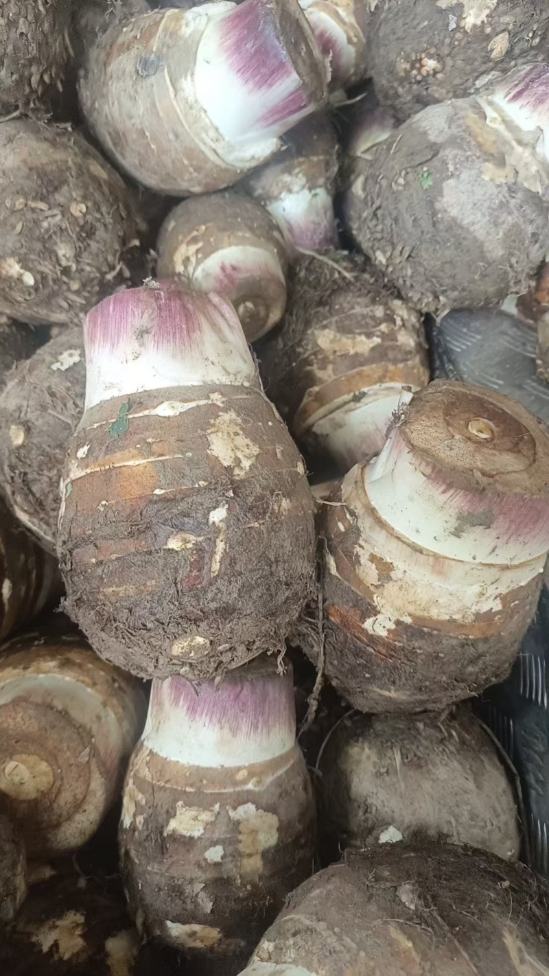 云南高山粉糯香芋头，量大从优欢迎联系