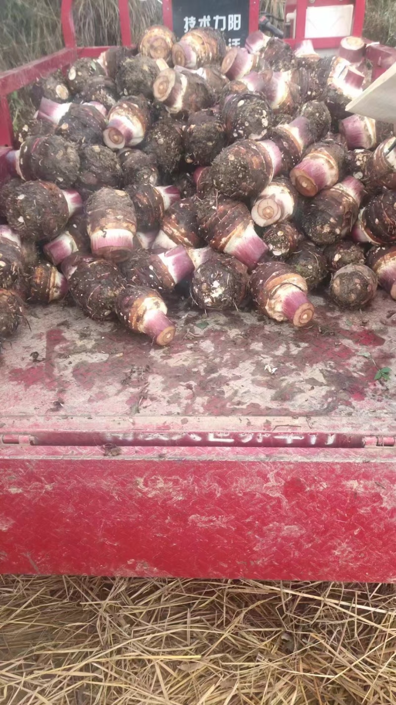 云南高山粉糯香芋头，量大从优欢迎联系