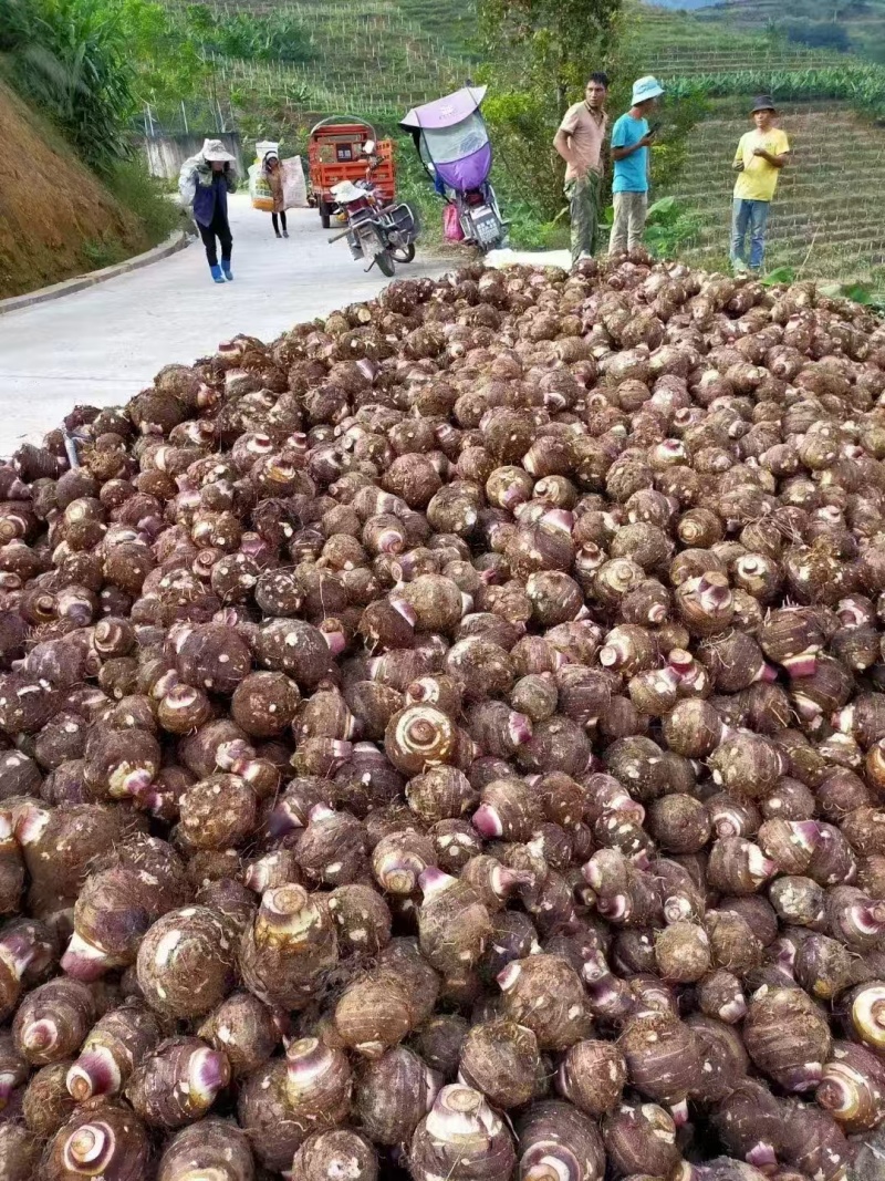 云南高山粉糯香芋头，量大从优欢迎联系