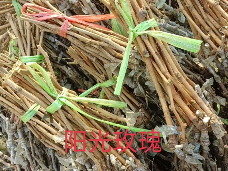阳光玫瑰葡萄苗嫁接直插规格齐全现挖现发