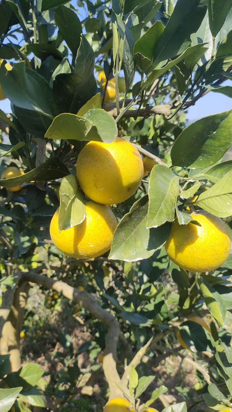冰糖橙
