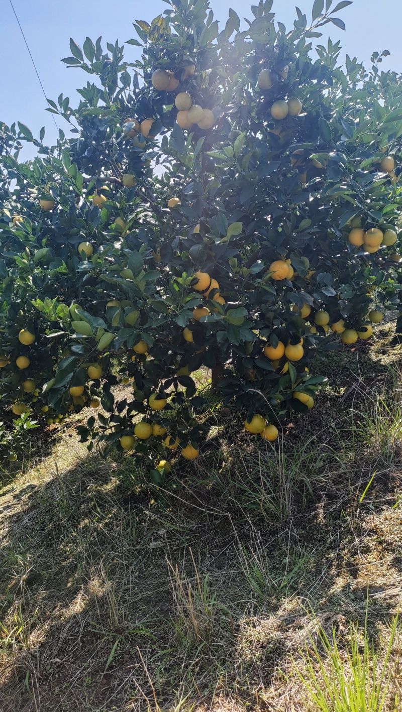 冰糖橙