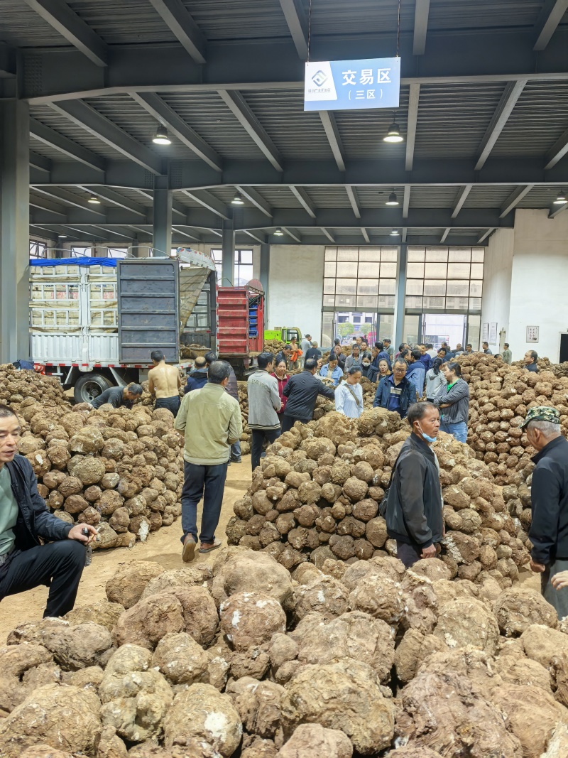 靖州茯苓加工、云苓、产地直销源头工厂