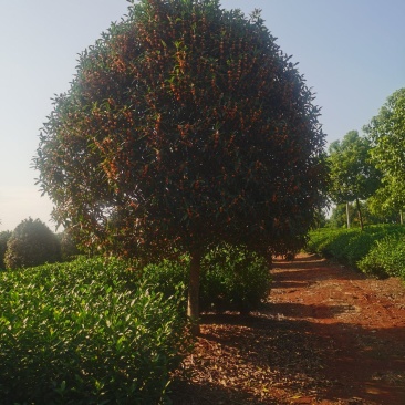 桂花P3米5