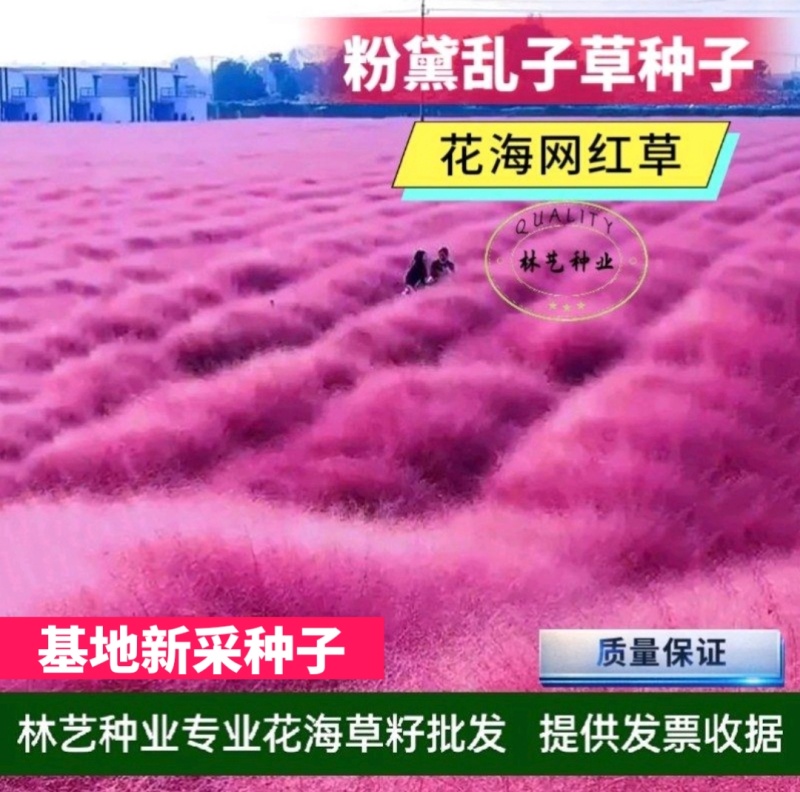粉黛乱子草种子网红草粉色花种籽子毛芒多年生花种子景观花海