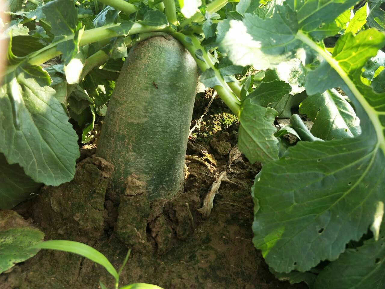 一片开阔的农田中,整齐排列的青萝卜部分露出地面,上部叶片翠绿茂盛,下部根部呈淡绿色至浅白色,土壤为疏松沙壤土,阳光明媚,体现生态种植环境 青萝卜田间生长实景