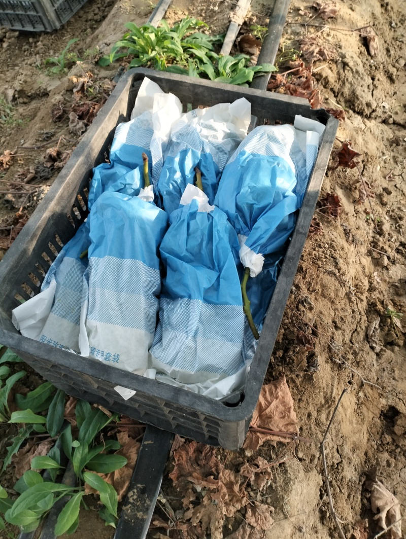 山东莱西大量阳光玫瑰冷库货，下月出库