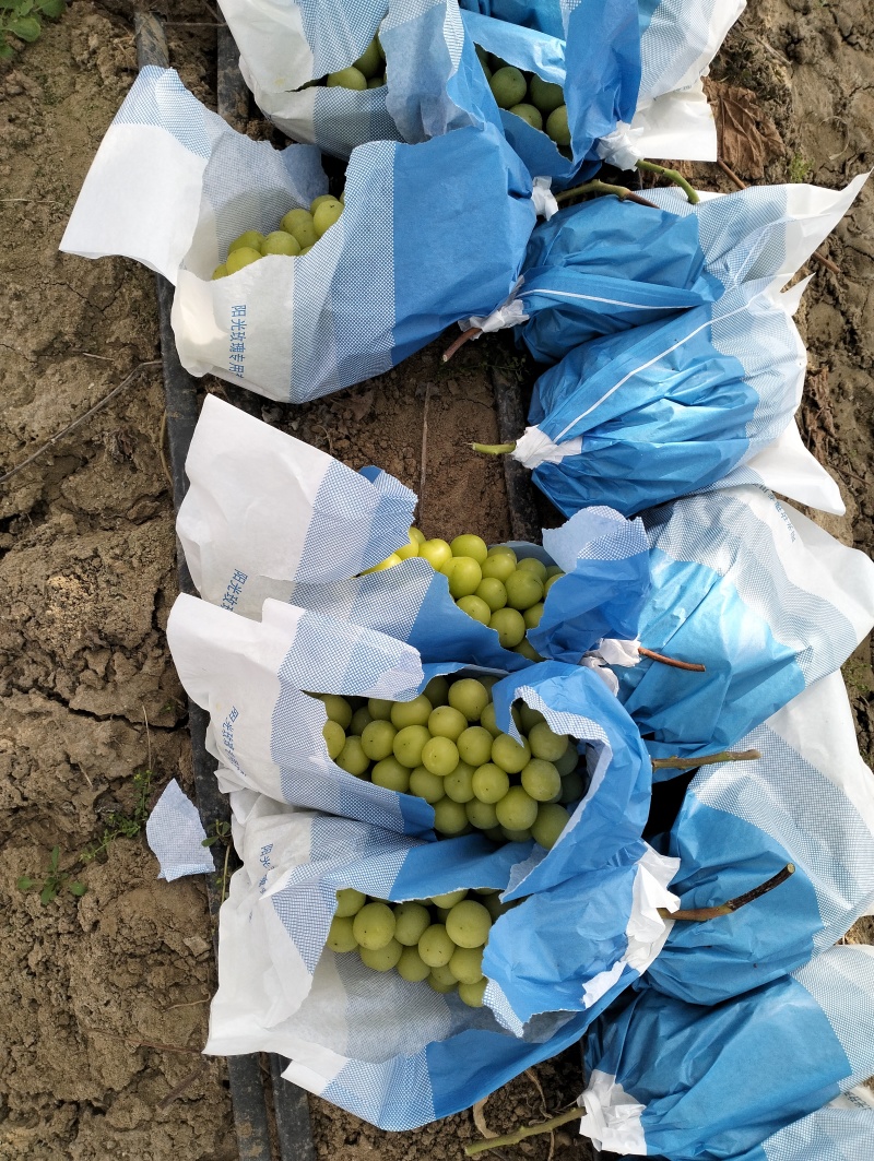 山东莱西大量阳光玫瑰冷库货，下月出库