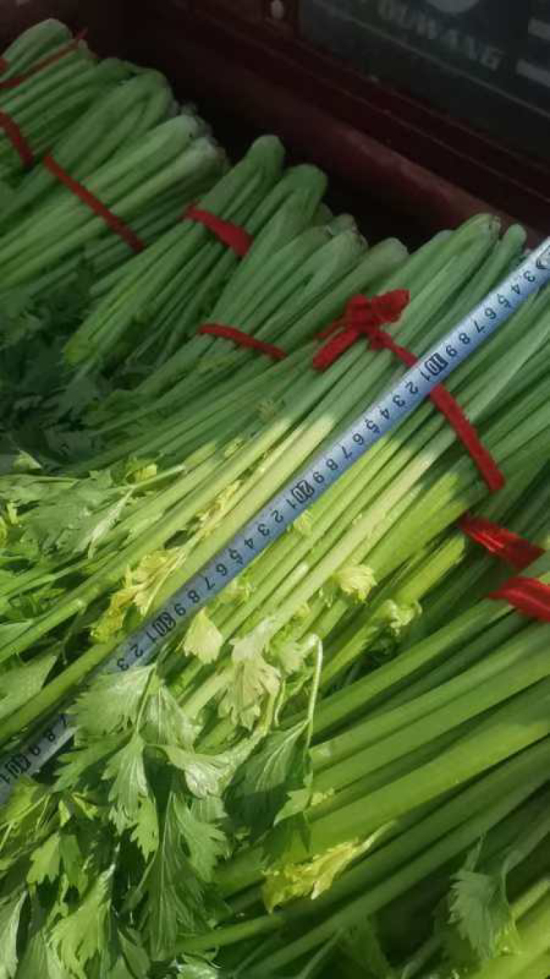 芹菜，芹菜批发，市场货