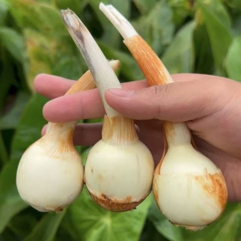 茨菇