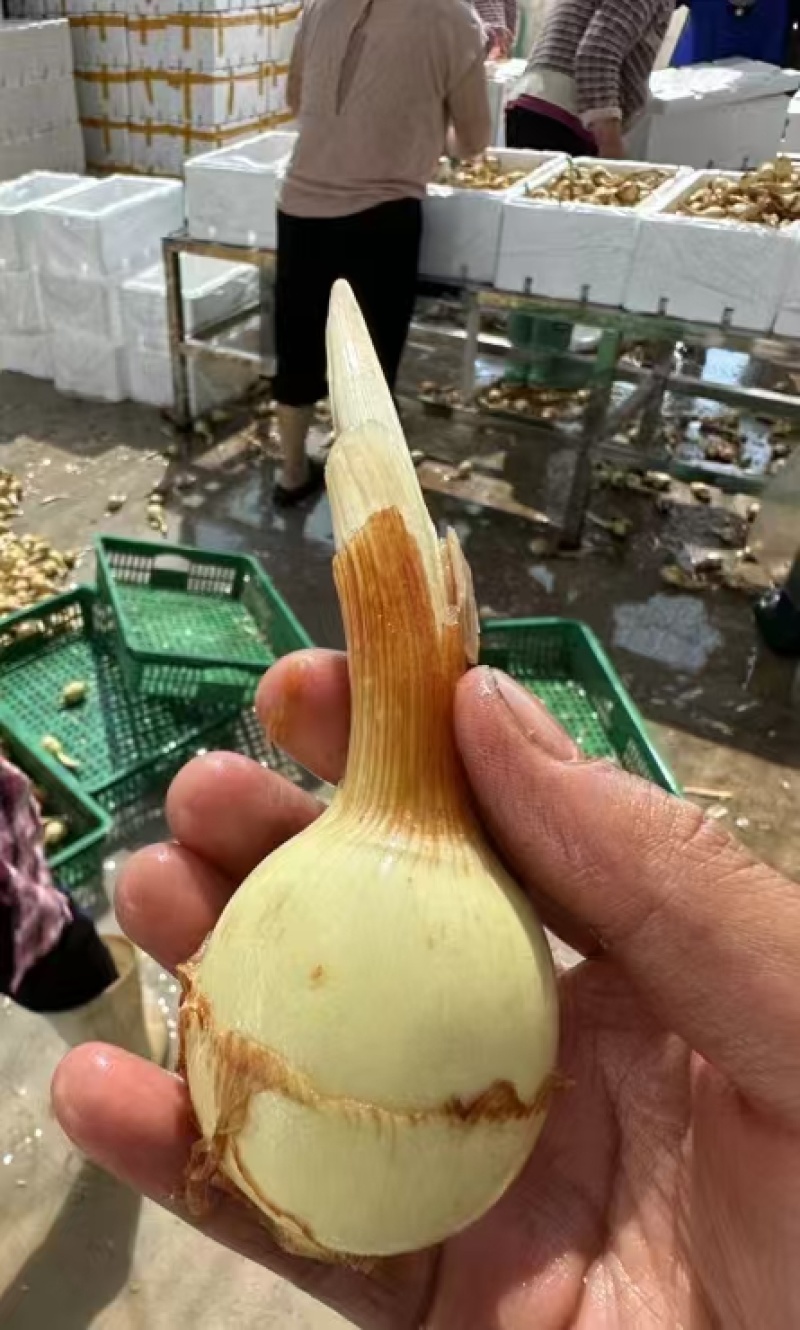 茨菇