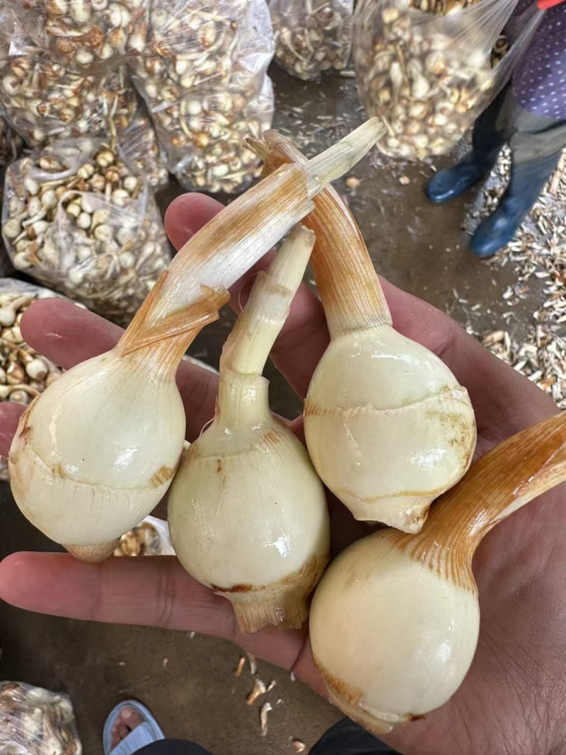 茨菇