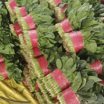 精品菠菜大叶菠菜产地供应诚信经营对接全国欢迎咨询