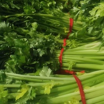 芹菜，芹菜批发，市场货