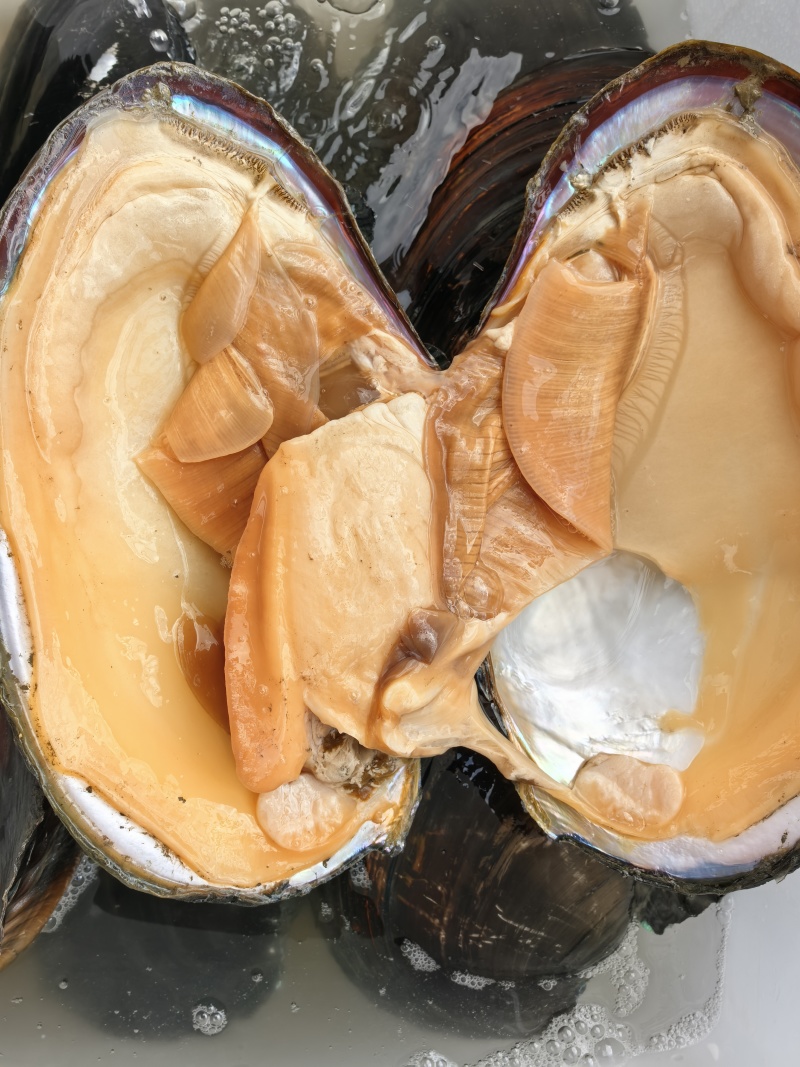 河蚌，每天4-6吨