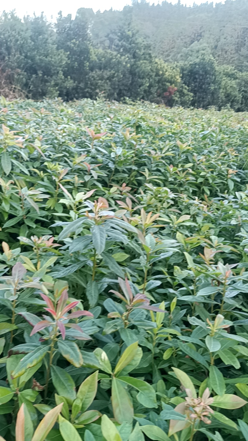 木荷地苗也是国家规定造林苗，也是防火林