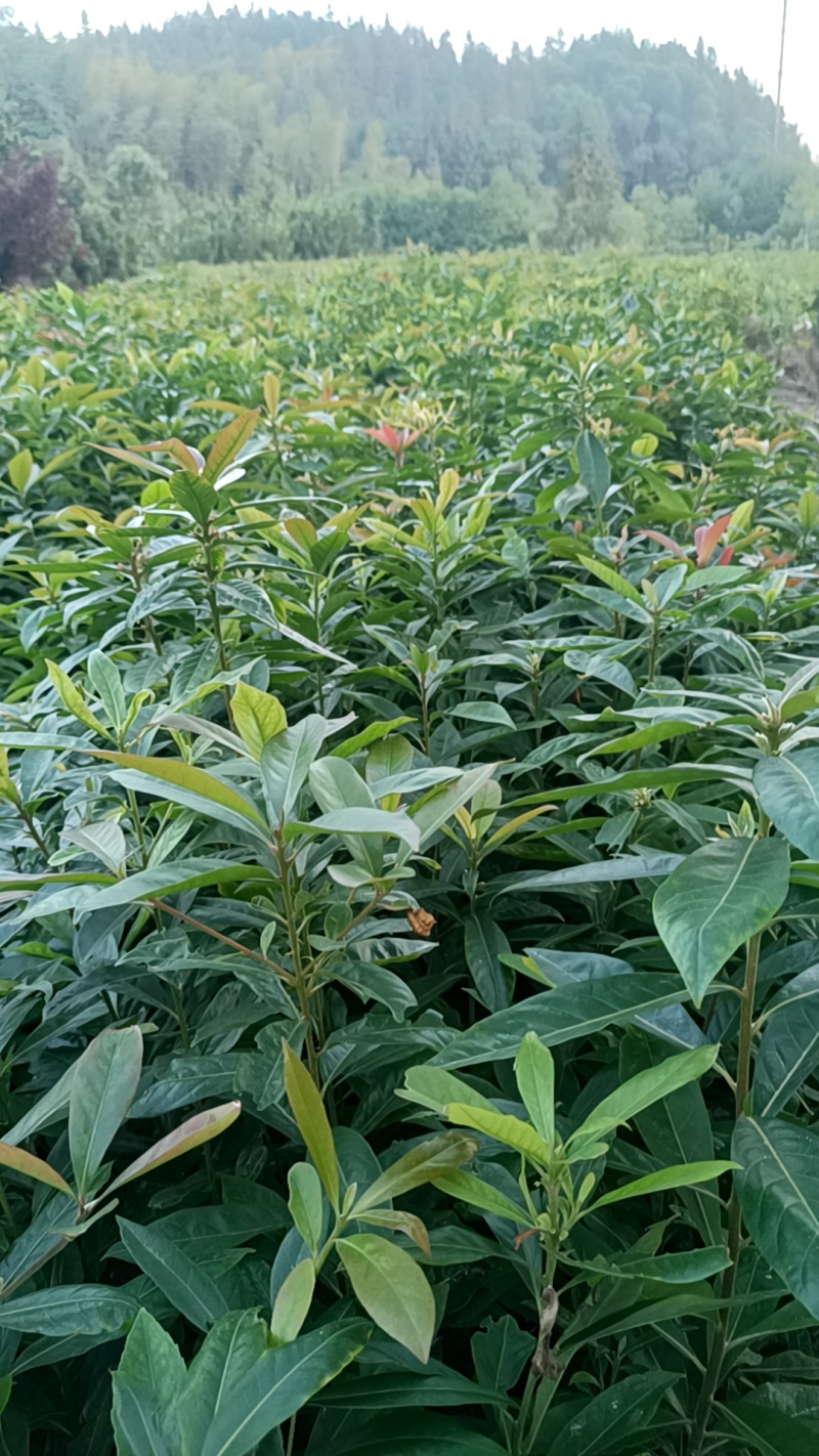 木荷地苗也是国家规定造林苗，也是防火林