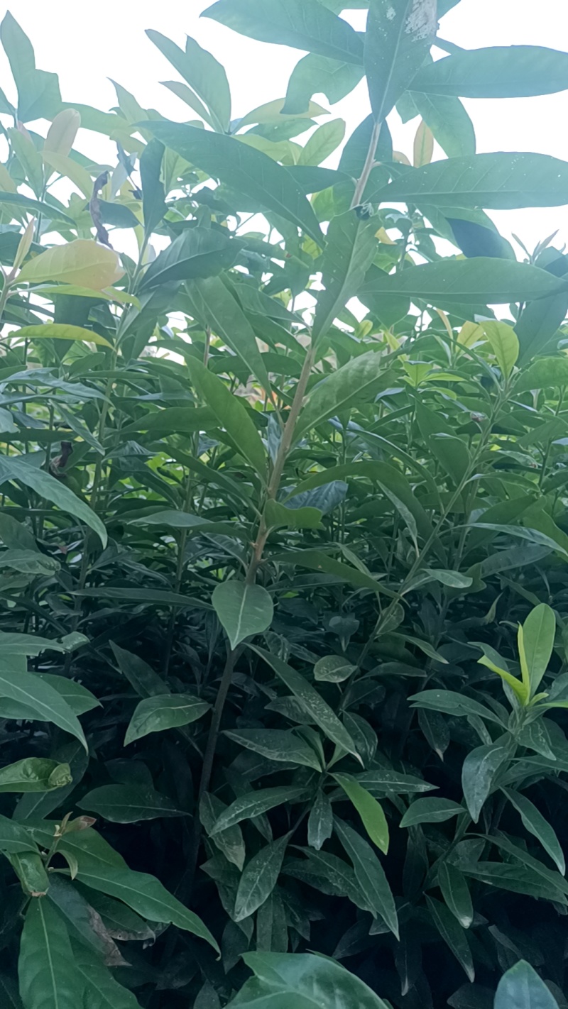 木荷地苗也是国家规定造林苗，也是防火林