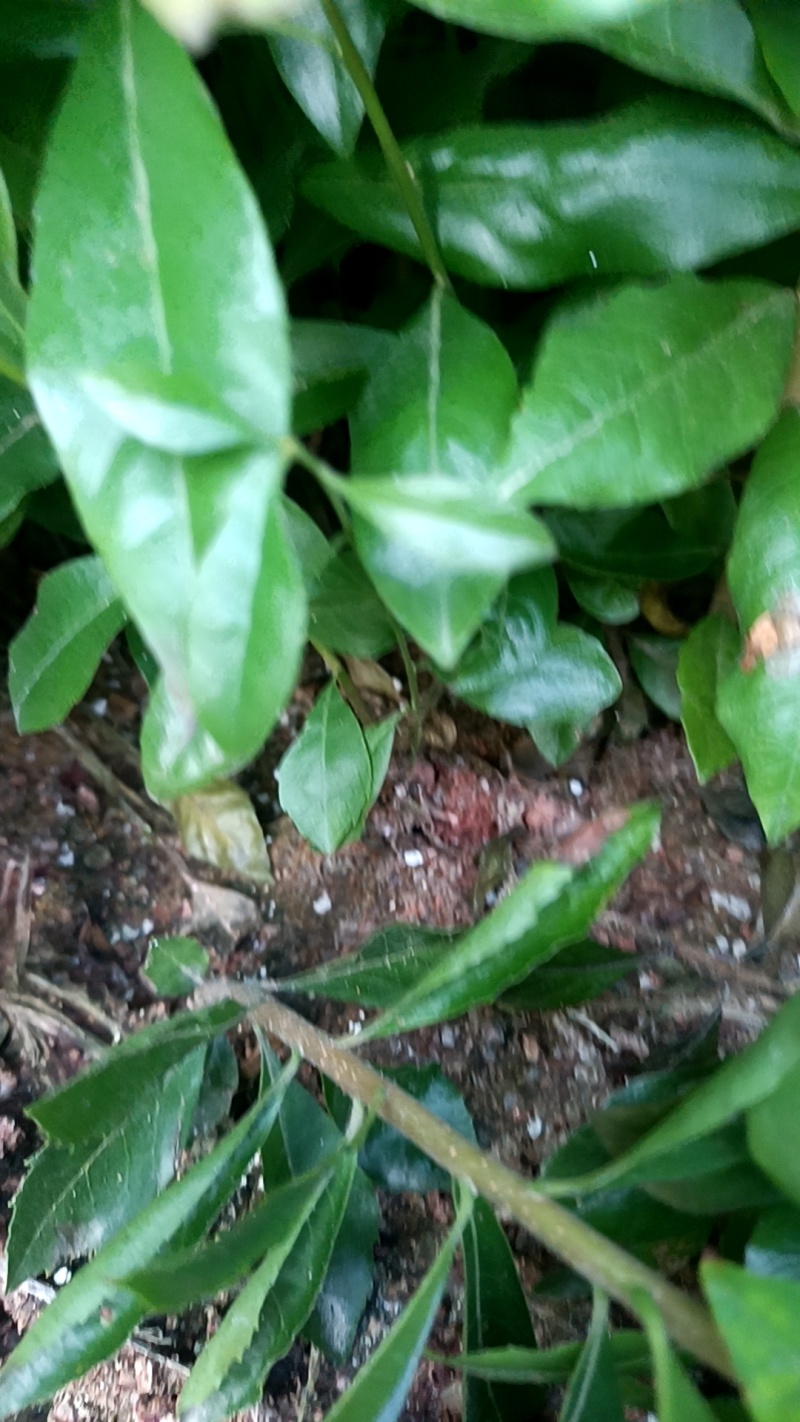 木荷地苗也是国家规定造林苗，也是防火林