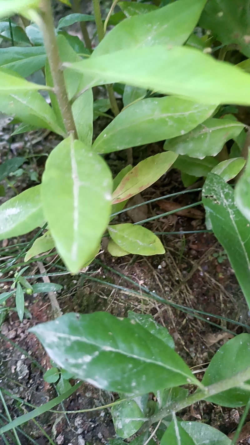 木荷地苗也是国家规定造林苗，也是防火林