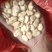 蚕豆有货