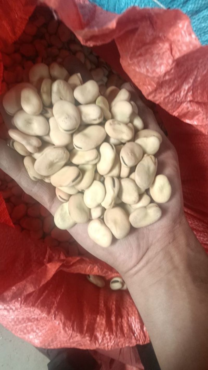蚕豆有货