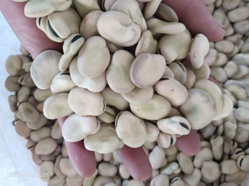 蚕豆有货