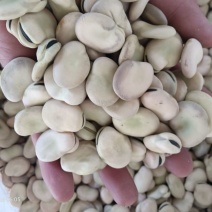 蚕豆有货
