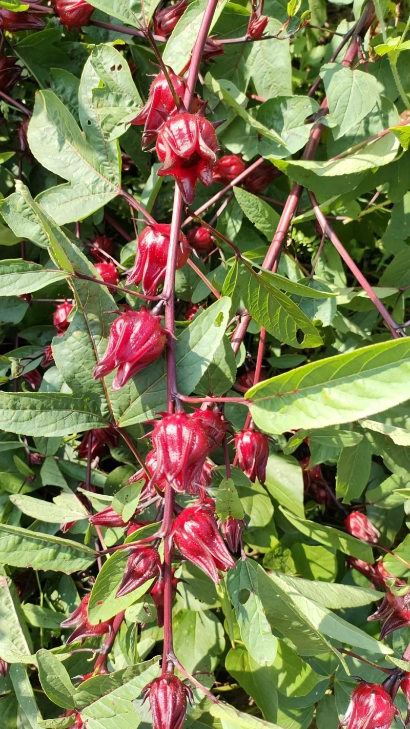 洛神花玫瑰茄红桃k产地直供大量上市品质好价格低