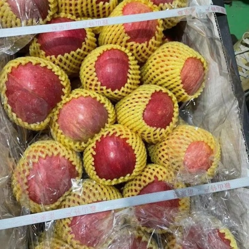 精品寒富苹果大量上市品质保证量大从优一手货源欢迎联系