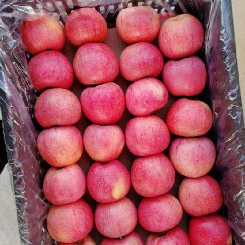 精品寒富苹果大量上市品质保证量大从优一手货源欢迎联系