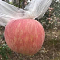 膜袋红富士苹果，陕西膜袋红富士苹果产地，红富士苹果价格。