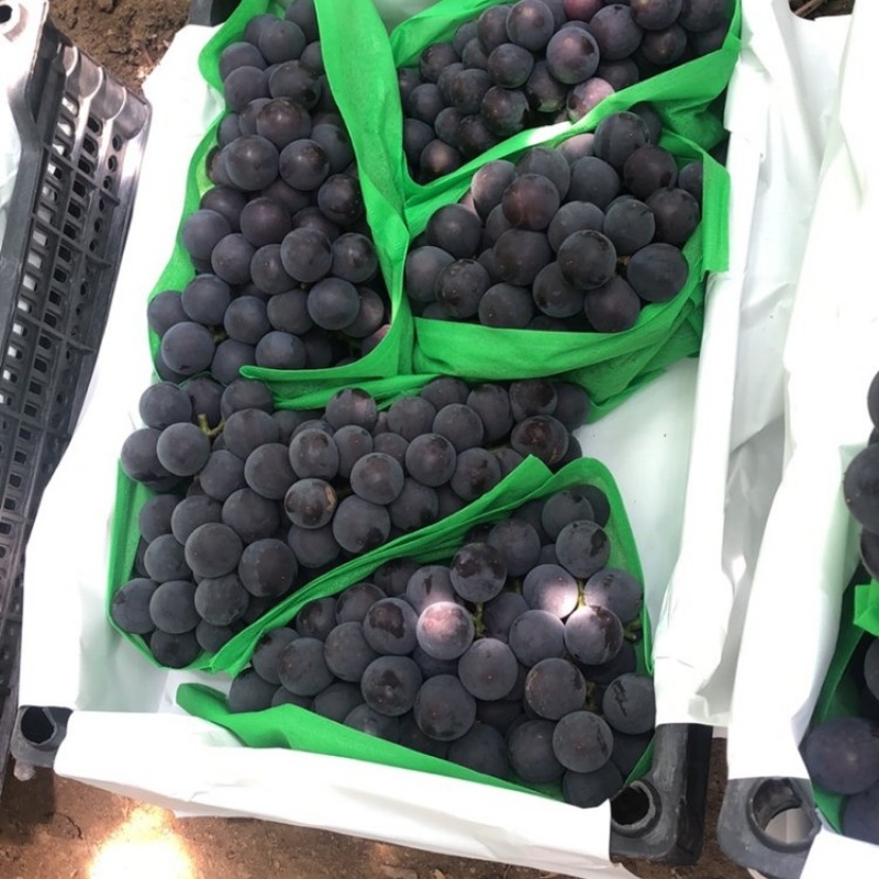 辽宁北镇精品巨峰葡萄大量上市品质保证量大从优一手货源