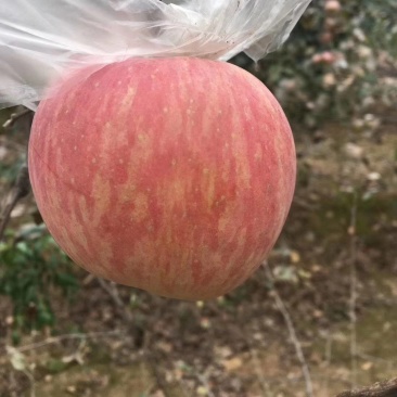 冰糖心苹果产地，陕西纸加膜红富士苹果产地批发，红富士价格