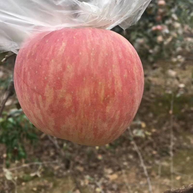 冰糖心苹果产地，陕西纸加膜红富士苹果产地批发，红富士价格