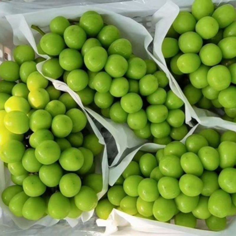 精品阳光玫瑰葡萄大量上市品质保证量大从优一手货源