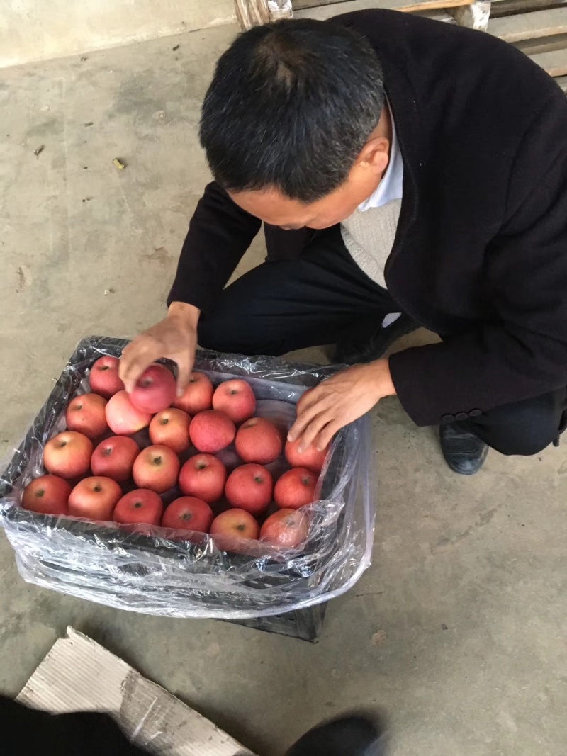 红富士产地，水晶红富士苹果，纸加膜红富士苹果优势