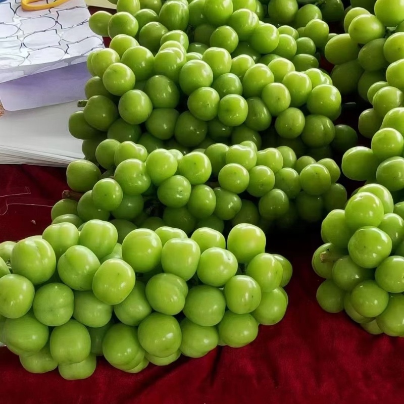 精品阳光玫瑰葡萄大量上市品质保证量大从优一手货源