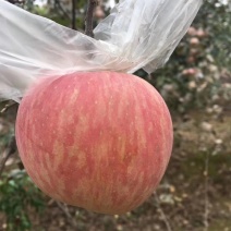 膜袋红富士苹果，膜袋红富士苹果，陕西红富士苹果价格。