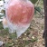 膜袋红富士苹果，膜袋红富士苹果，陕西红富士苹果价格。