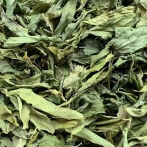 忧遁草叶【包邮】三斤起发货可批量可零售量大从优